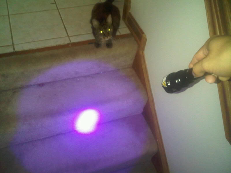 blacklight.jpg